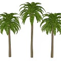 Plants Trees Oak Tree Coconut Tree Tropical Tree Palm Tree 3d model