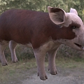 Modern Hereford Piggy Animal Creatures 3d model