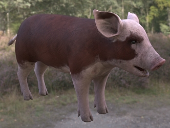 Modern Hereford Piggy Animal Creatures 3d model