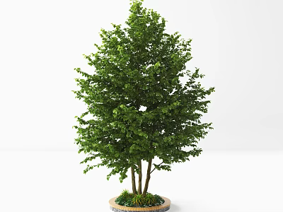 Lush Green Arbor With Dense Foliage Multiple Trunks And Small Plants In Round Planter 3d model