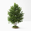 Lush Green Arbor With Dense Foliage Multiple Trunks And Small Plants In Round Planter