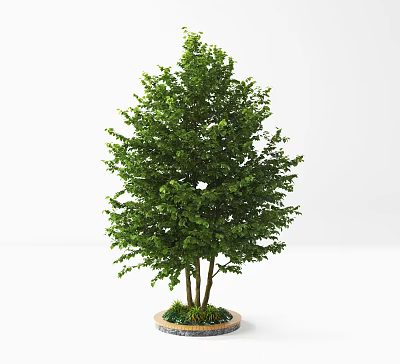 Lush Green Arbor With Dense Foliage Multiple Trunks And Small Plants In Round Planter 3d model