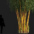 Yellow Bamboo Clump With Green Leaves On Black Background And Human Silhouette