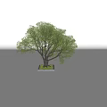 Lush Green Arbor with Thick Trunk and Dense Foliage on Grass Base 3d model