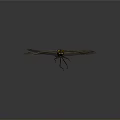 Detailed Dragonfly With Yellow Head Black Yellow Body And Transparent Wings On Gray Background