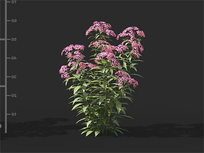 Vibrant Pink Blooming Flowers With Green Leaves On Lush Garden Plant 3d model
