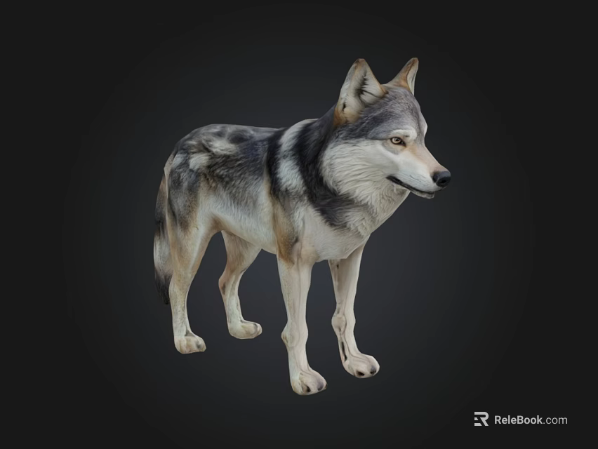 Realistic Gray And White Wolf 3D Model In Standing Pose With Detailed Fur 3d model 