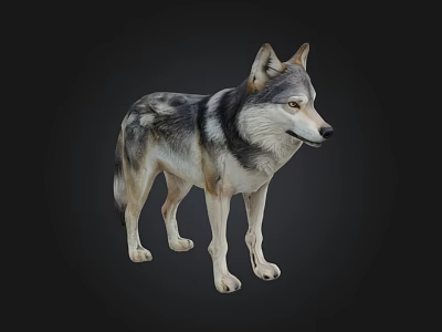 Realistic Gray And White Wolf 3D Model In Standing Pose With Detailed Fur 3d model