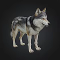 Realistic Gray And White Wolf 3D Model In Standing Pose With Detailed Fur