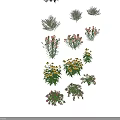 Colorful Garden Flowers And Plants With Purple Pink Yellow Blooms And Green Leaves