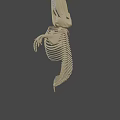 Detailed Marine Animal Skeleton With Vertebrae Ribs And Skull Structure