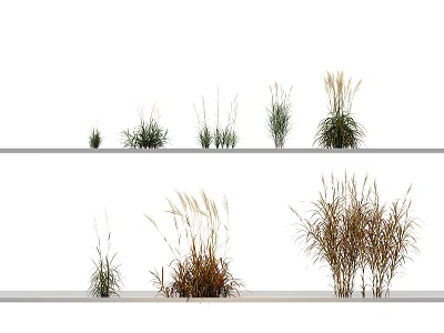 Decorative Ornamental Grass Plants On White Shelves With Green And Brown Varieties 3d model