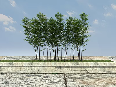 Lush Green Bamboo Trees Standing In Natural Landscape With Blue Sky And Stone Ground 3d model