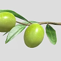 Fresh Green Olives Growing On Branch With Healthy Green Leaves