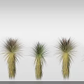 Different Colored Yucca Plants with Green and Yellow Leaves Arranged on White Background