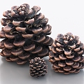 pine cones pine nuts 3d model