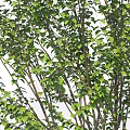 Two Arbor Trees With Lush Green Leaves And Straight Trunks Under Person Silhouette