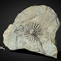 Natural Stone Slab With Detailed Radial Fossil Pattern And Natural Surface Texture Scaled Size