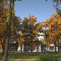 Autumn Scenery With Tall Trees Yellow Orange Leaves Buildings And Green Grass Under Blue Sky