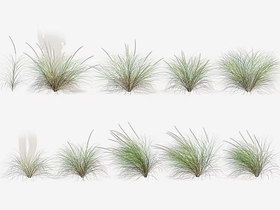 Decorative Ornamental Grasses with Different Shapes Green Hues and Varying Heights for Garden Landscaping 3d model