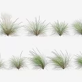 Decorative Ornamental Grasses with Different Shapes Green Hues and Varying Heights for Garden Landscaping