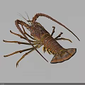 Vibrant Red Lobster With Long Antennae Large Claws On Dark Background