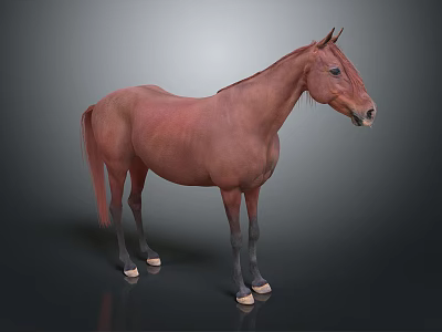 Realistic Brown Horse Standing On Dark Background With Detailed Features 3d model