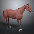 Realistic Brown Horse Standing On Dark Background With Detailed Features 3d model