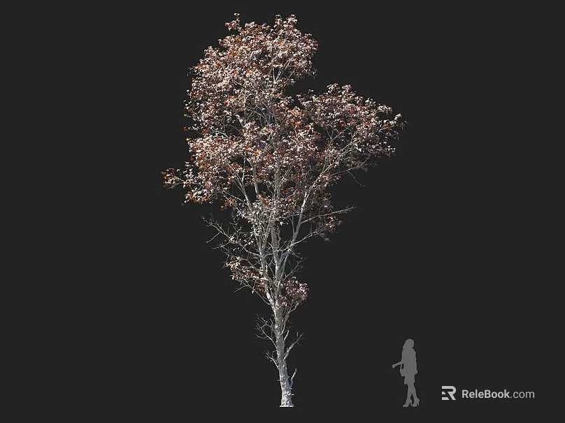 Deciduous Tree With Brownish Red Leaves Tall Trunk And Human Figure For Scale 3d model 