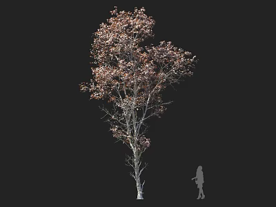 Deciduous Tree With Brownish Red Leaves Tall Trunk And Human Figure For Scale 3d model