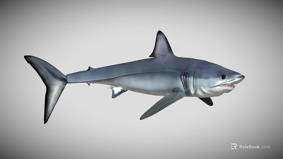Grey Shark With Sharp Dorsal Fin And Streamlined Body In Marine Environment 3d model 