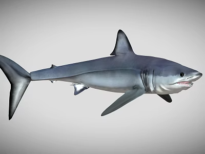 Grey Shark With Sharp Dorsal Fin And Streamlined Body In Marine Environment 3d model