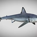 Grey Shark With Sharp Dorsal Fin And Streamlined Body In Marine Environment