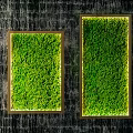 Illuminated Moss Plant Wall with Wooden Frames on Dark Textured Wall Background