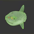 Grayish White Ocean Sunfish Aquatic Animal With Round Body And Spotted Skin