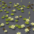 Aquatic Plants White Water Lilies And Green Lily Pads Floating On Dark Water Surface