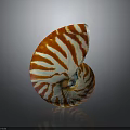 Nautilus Shell Featuring Spiral Red and White Stripes Against Dark Background 3d model