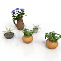 Various Green Plants in Terracotta Pots with Blue Purple and White Flowers