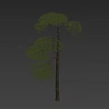 Tall Arbor With Straight Trunk And Lush Foliage Beside Human Figure On Dark Background