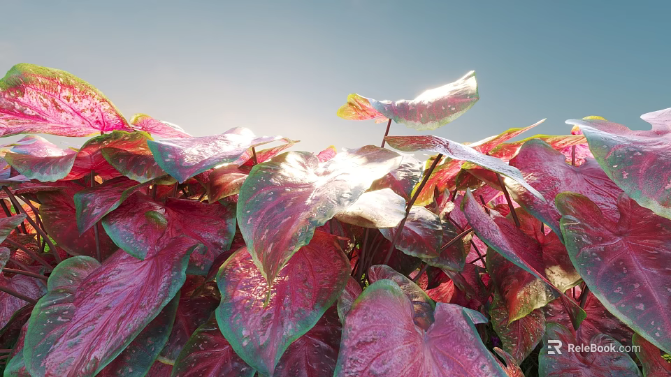 Vibrant Shrub With Red And Pink Broad Glossy Leaves Under Sunlight Glow 3d model 