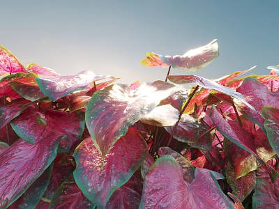 Vibrant Shrub With Red And Pink Broad Glossy Leaves Under Sunlight Glow 3d model