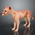 Thylacine 3D Model Light Brown Body Dark Stripes Standing On Black Reflective Background