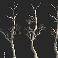 Tall Leafless Trees Against Black Background With Small Figure For Height Comparison