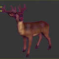 Brown Deer With Large Antlers Standing In Full Body Natural View