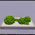 Lush Green Round Trimmed Plants In Light Gray Tray With White Pebbles