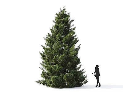 Tall Arbor With Lush Green Foliage And Person Standing Beside For Size Reference 3d model