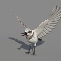 Flying Animal Bird With Black And White Spotted Feathers Spread Wings Standing On Ground
