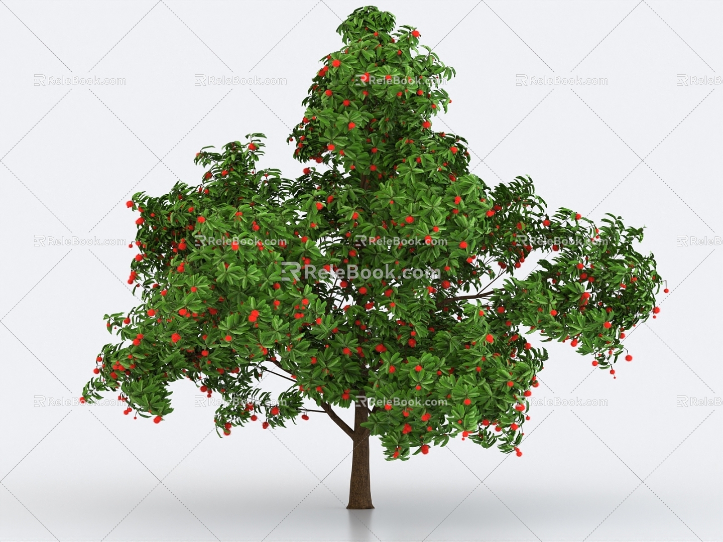 rambutan tree fruit tree rambutan fruit hawthorn tree 3d model