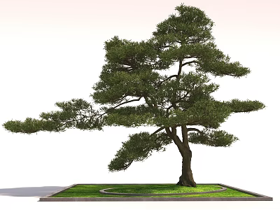 Evergreen Arbor With Thick Trunk And Lush Foliage Planted In Square Lawn Bed 3d model