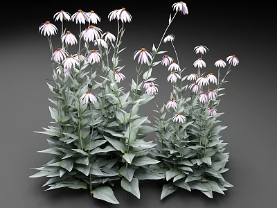 Echinacea Plant With White Flowers Purple Centers Green Leaves On Dark Background 3d model